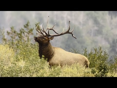 Massive Bull Elk Stops With Vitals Covered Shorts