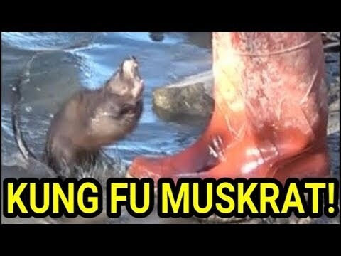 Kung Fu Master Muskrat Vs Novice Mink | De Jacht