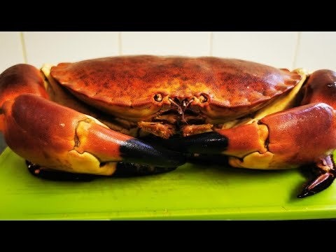 Monster Brown Crab. How To Prepare & Cook A Live Crab. Dressed Crab
